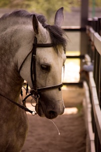 A white horse with a bridle stands in a shaded area, possibly a stable or enclosure, with soft natural light highlighting its mane and features.