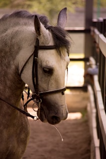 A white horse with a bridle stands in a shaded area, possibly a stable or enclosure, with soft natural light highlighting its mane and features.