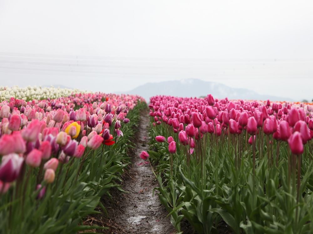Field of pink and white tulips by the mountain