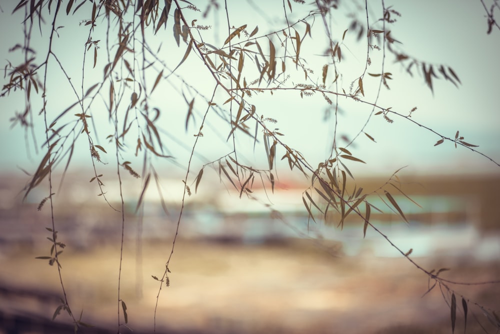 shallow focus photo of green leaf plant