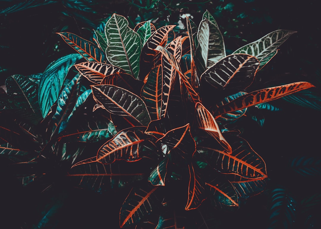 macro photo of black plants