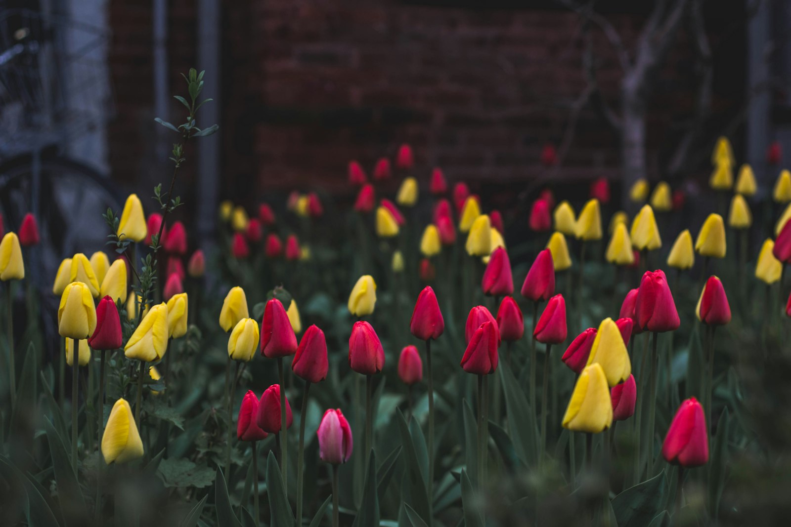 Nikon D3100 + Nikon AF Nikkor 50mm F1.8D sample photo. Yellow and red tulips photography