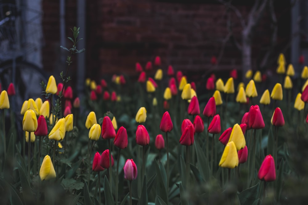 Campo de tulipas amarelas e vermelhas