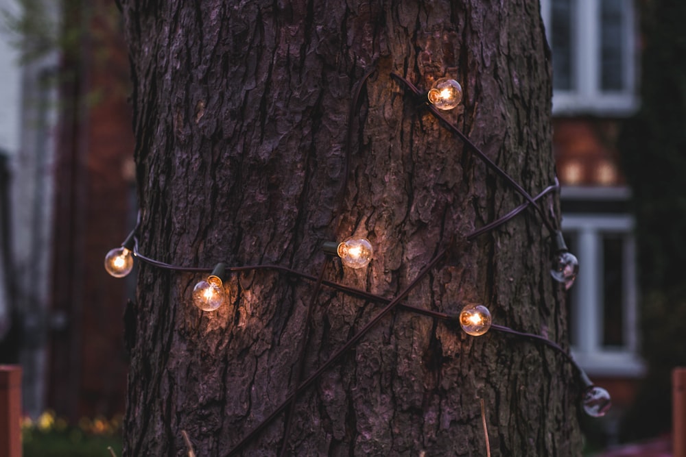 Les ampoules s’enroulent autour de l’arbre