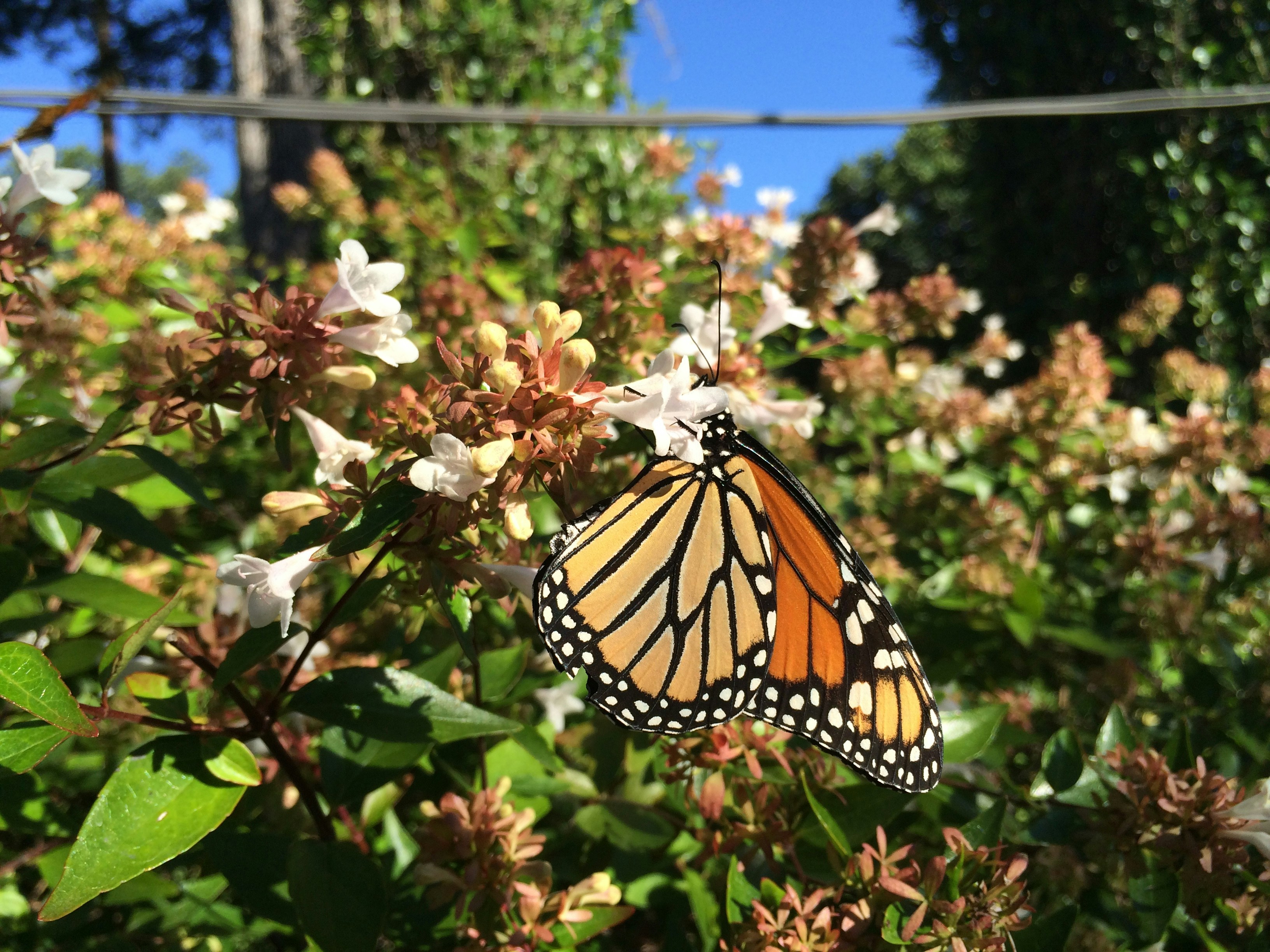 Free Unsplash photo from gotafli