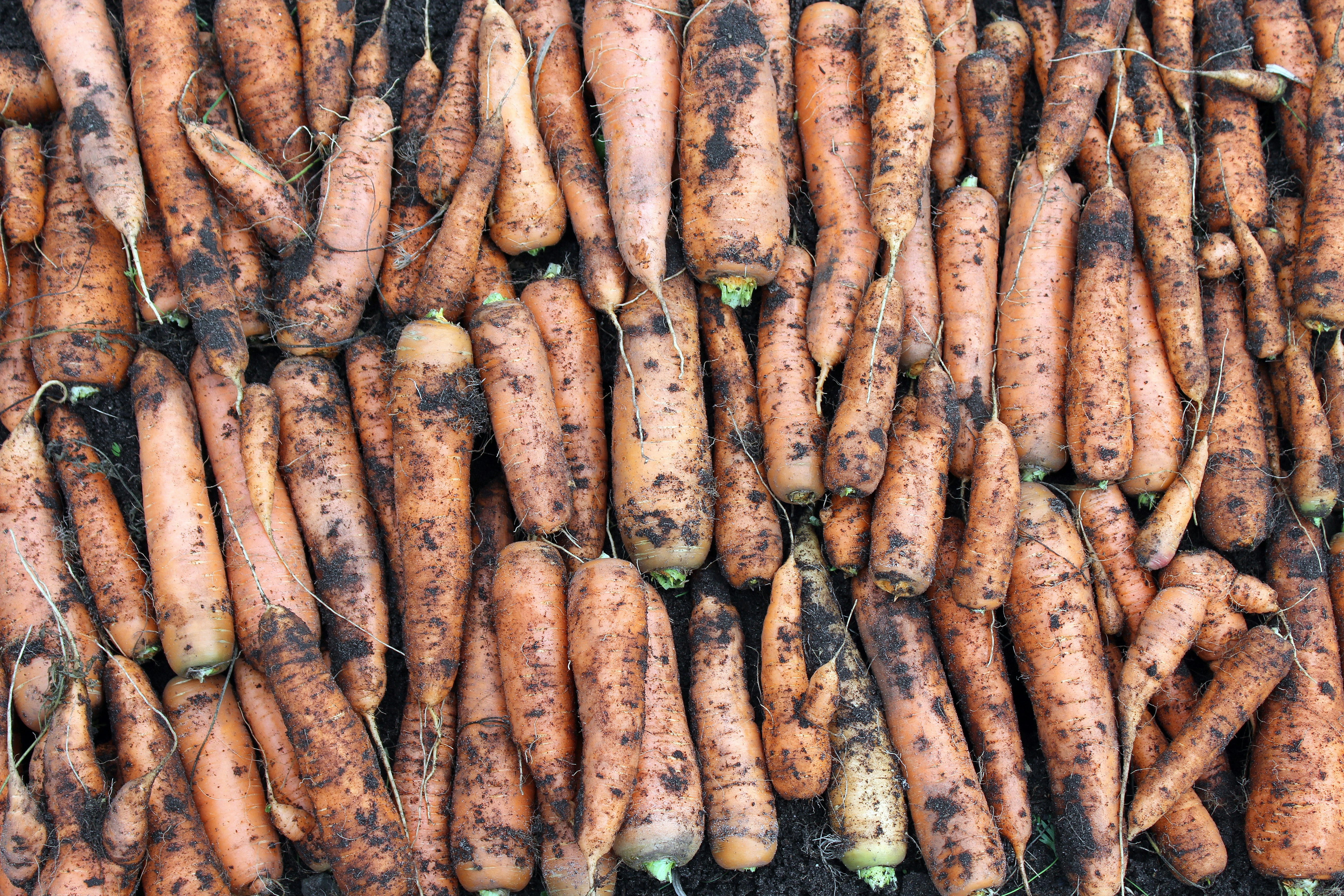 Free Unsplash photo from Александр Молоков