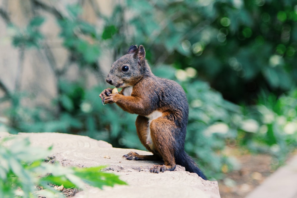 scoiattolo che tiene il cibo