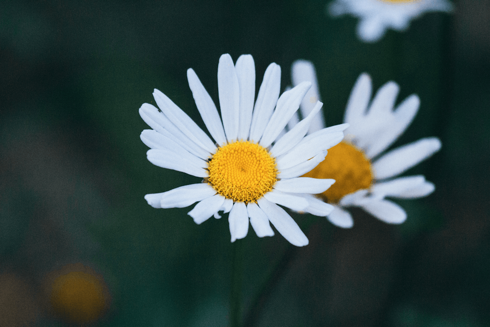 ox-eyed daisy flowers