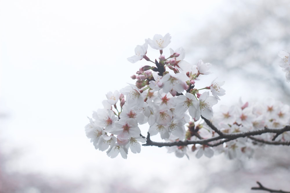 Photographie sélective de fleurs aux pétales blancs