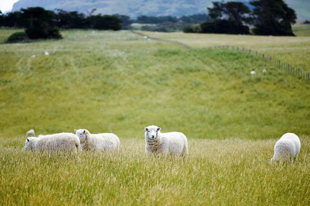 gruppo agnello che mangia erba