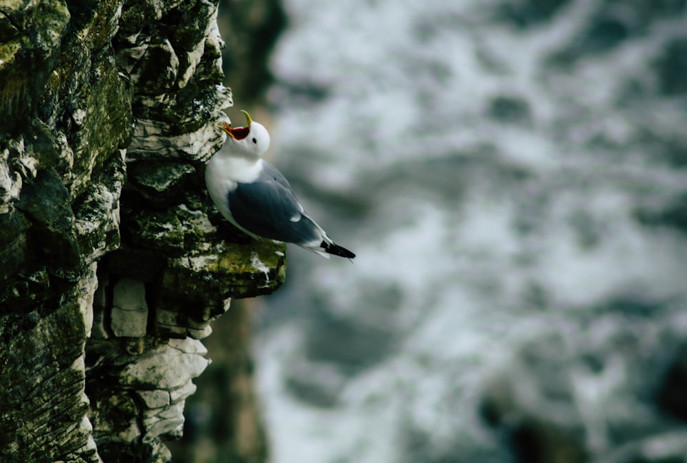 black and white bird on rock