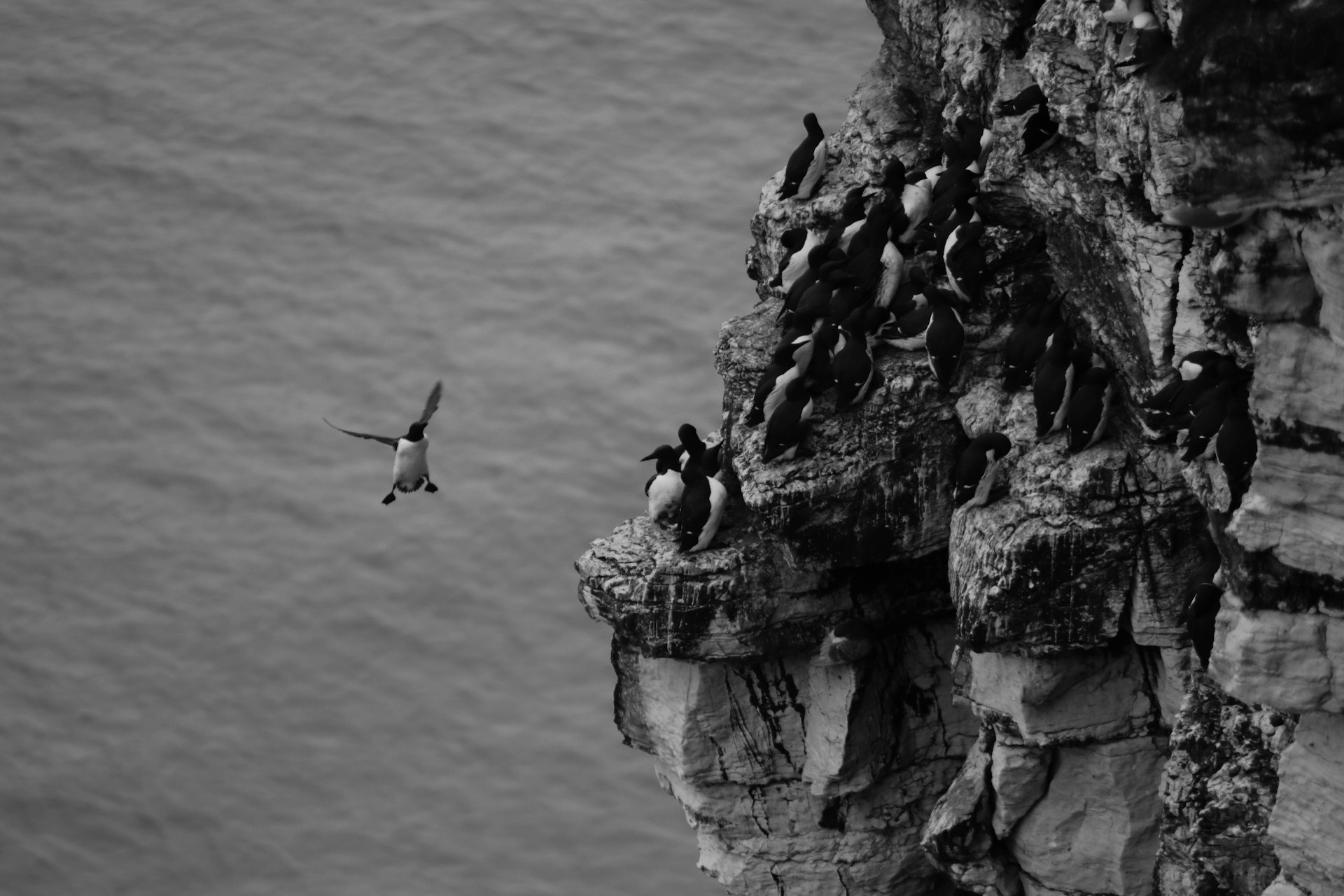 A group of condors gathered near a high-altitude cliff, surrounded by the vast, wild landscape of the Andes.