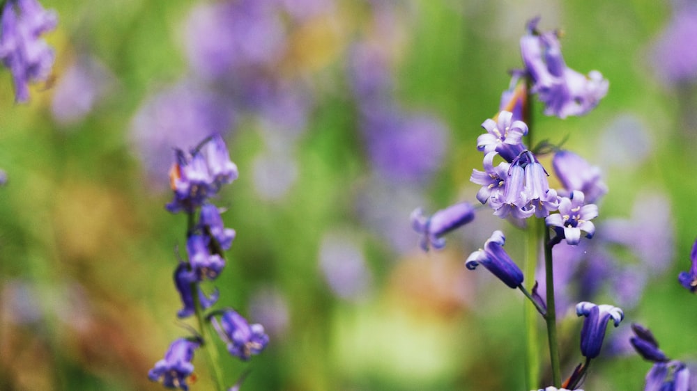 Fotografia macro di fiori dai petali viola