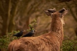 A deer is standing in a forest with its back facing the viewer. It has two dark-colored birds perched on its back, possibly grooming or interacting with it. The background is filled with blurred trees and foliage, creating a natural and serene setting.