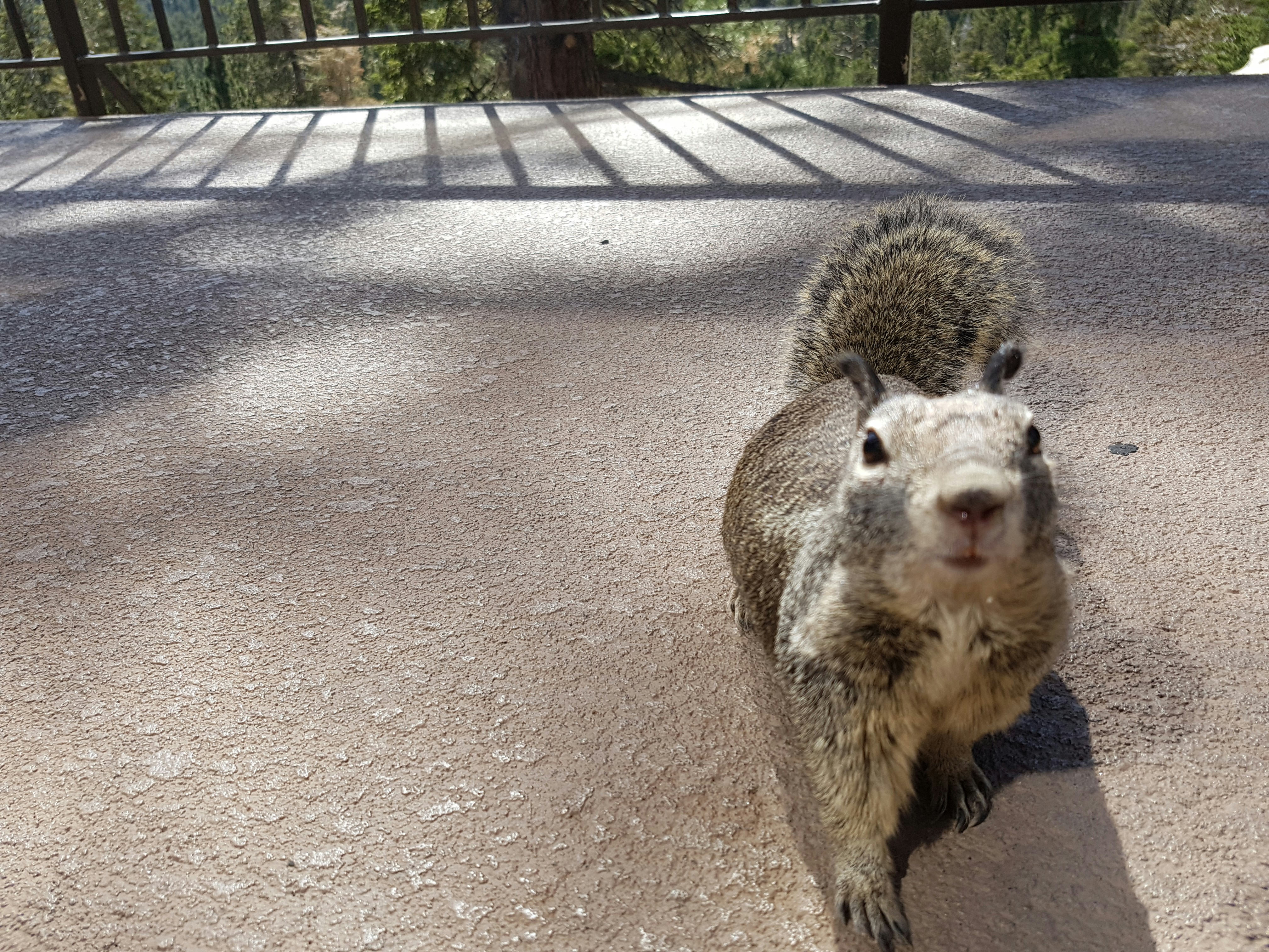 Free Unsplash photo from Luca Schnellmann