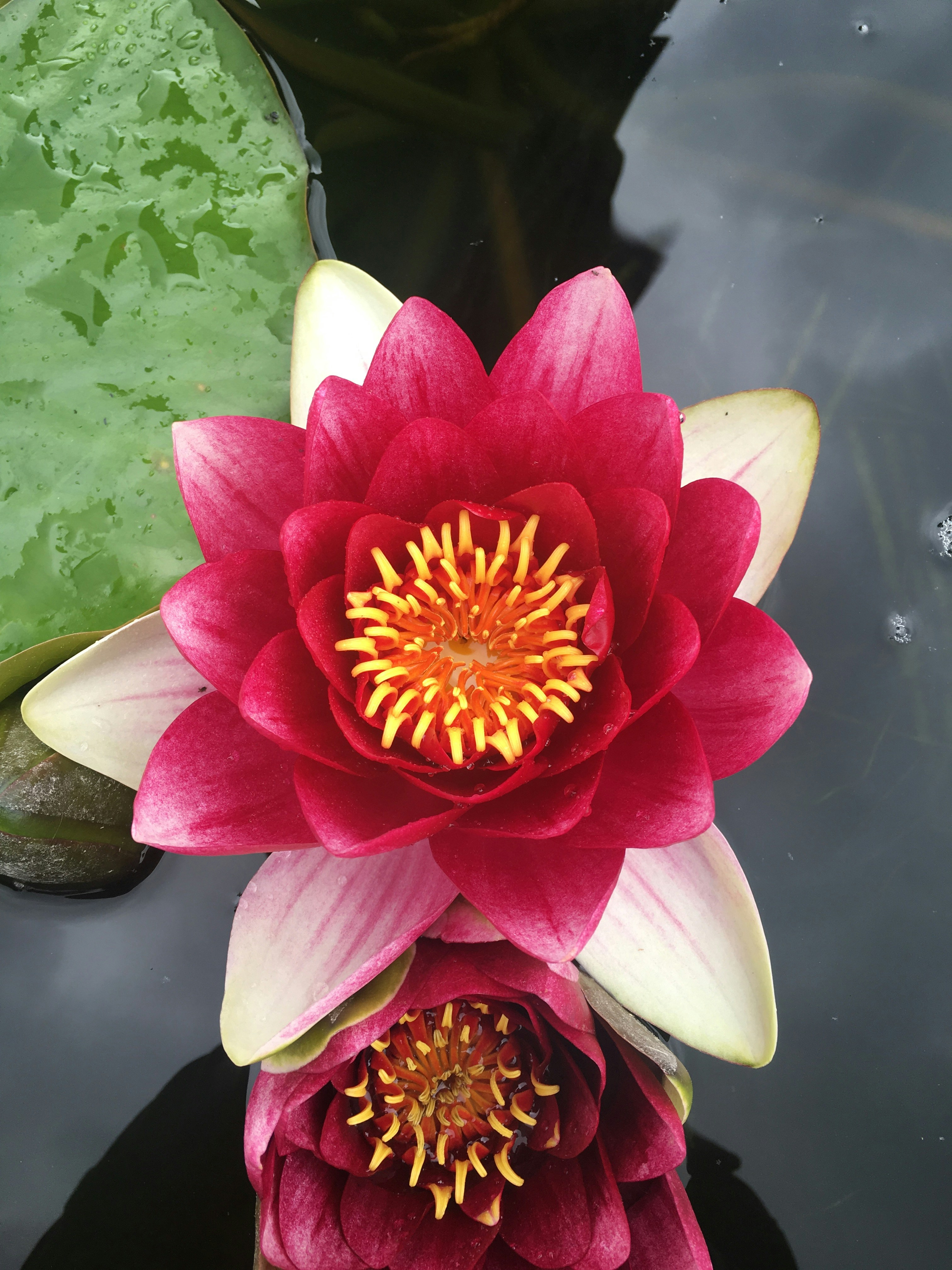 Free Unsplash photo from Luis Filipe Castro