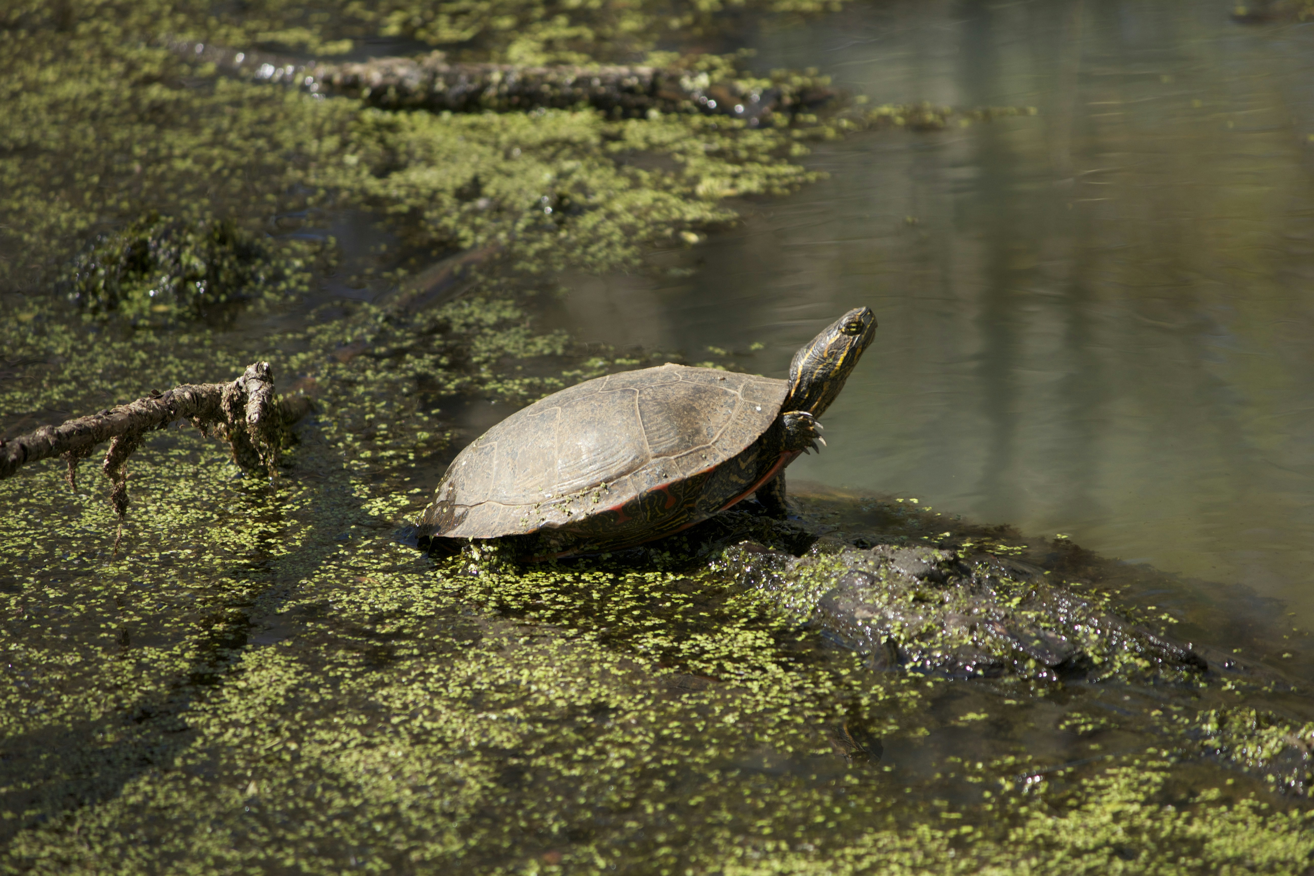 Free Unsplash photo from Angel Alcantar