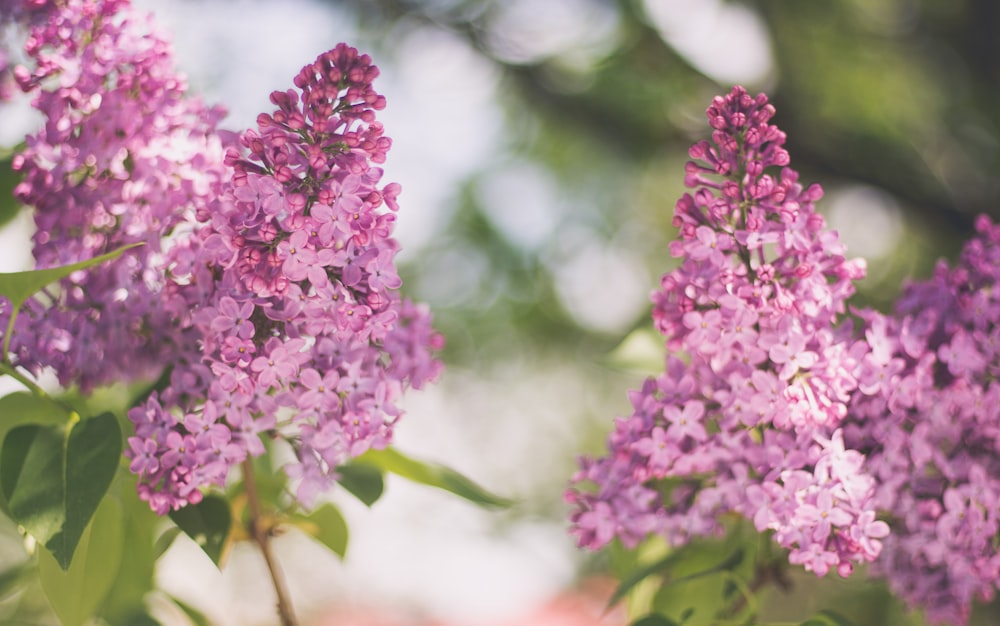 Lilac and pink flower in full bloom with green leaves in Spring