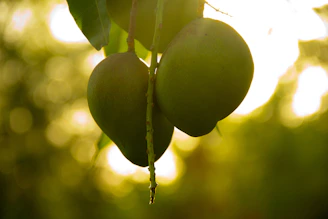 Golden sunlight illuminating a field of mango trees in Pakistan, emphasizing natural growth.
