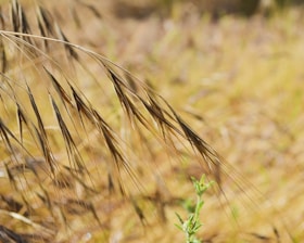 Close-up of golden wheat stalks swaying gently in an open field at sunrise.