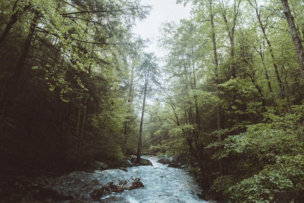 time lapse photography of river between trees