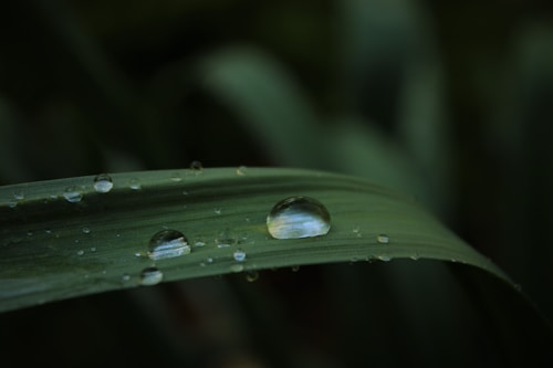 A close-up of a green leaf with water droplets clinging to its surface, reflecting light in a subtle way. The background is softly blurred, enhancing the sharp focus on the leaf and droplets. The image conveys a sense of freshness and tranquility.