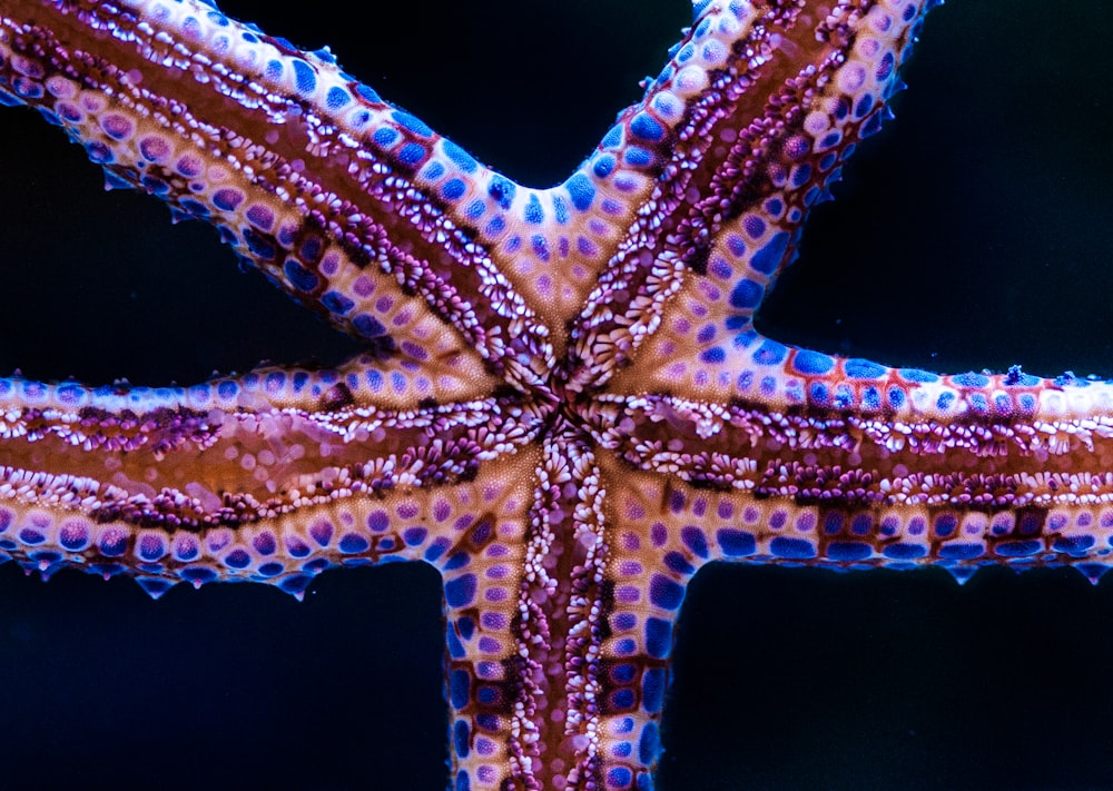 photo of starfish