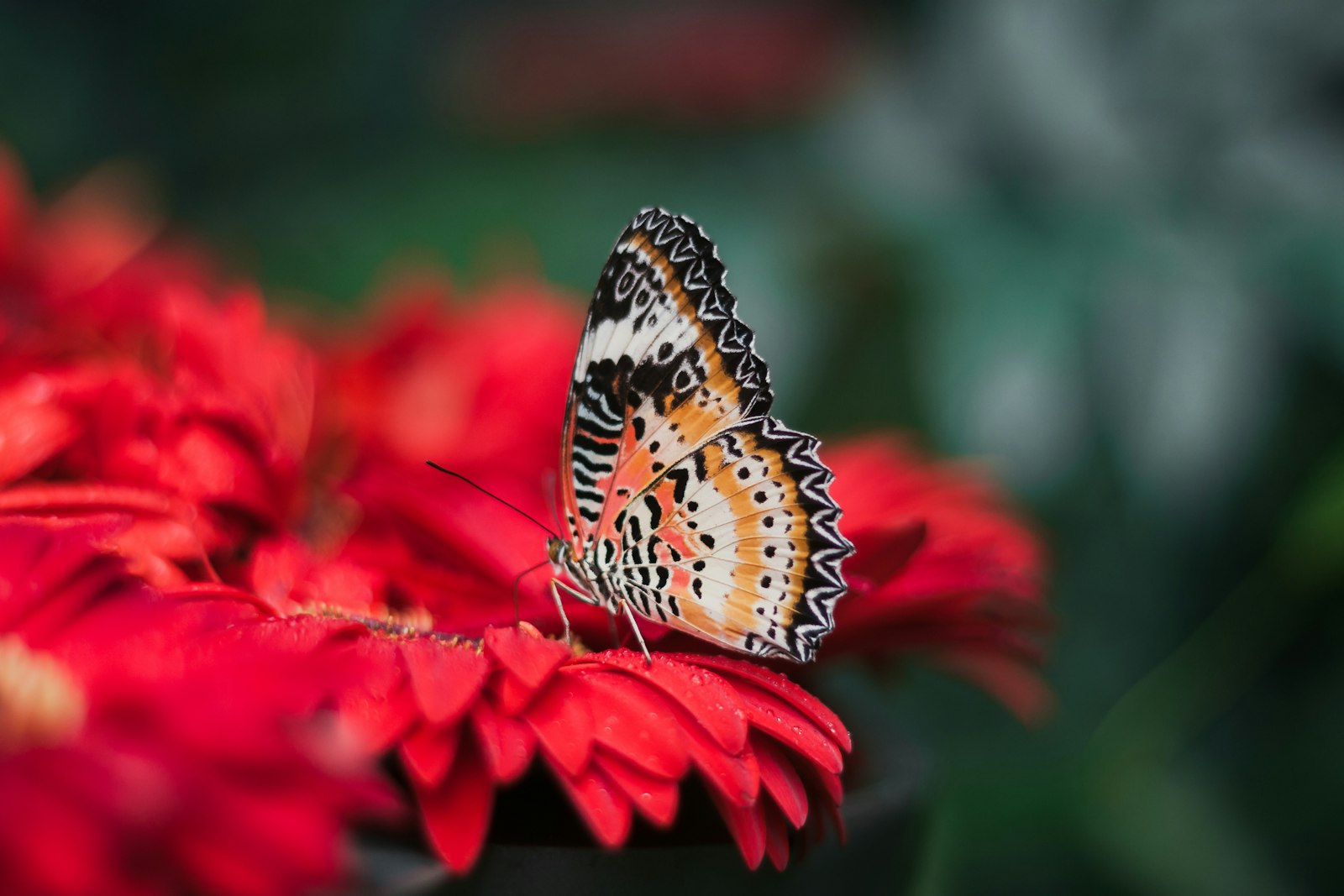 Canon EOS 450D (EOS Rebel XSi / EOS Kiss X2) sample photo. Orange and black butterfly photography