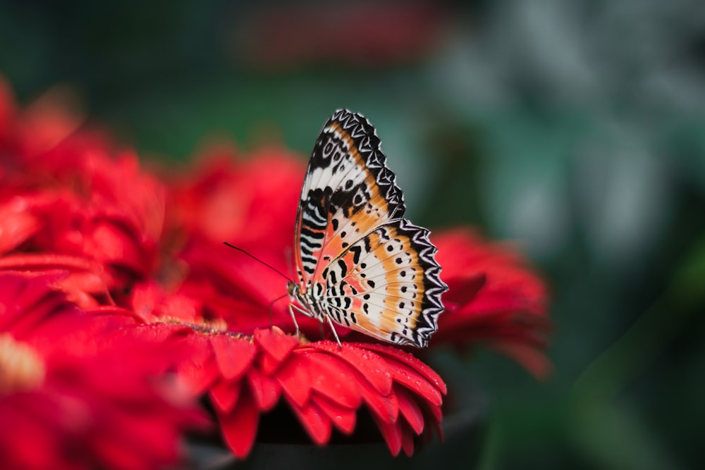 orangefarbener und schwarzer Schmetterling auf roten Blättern