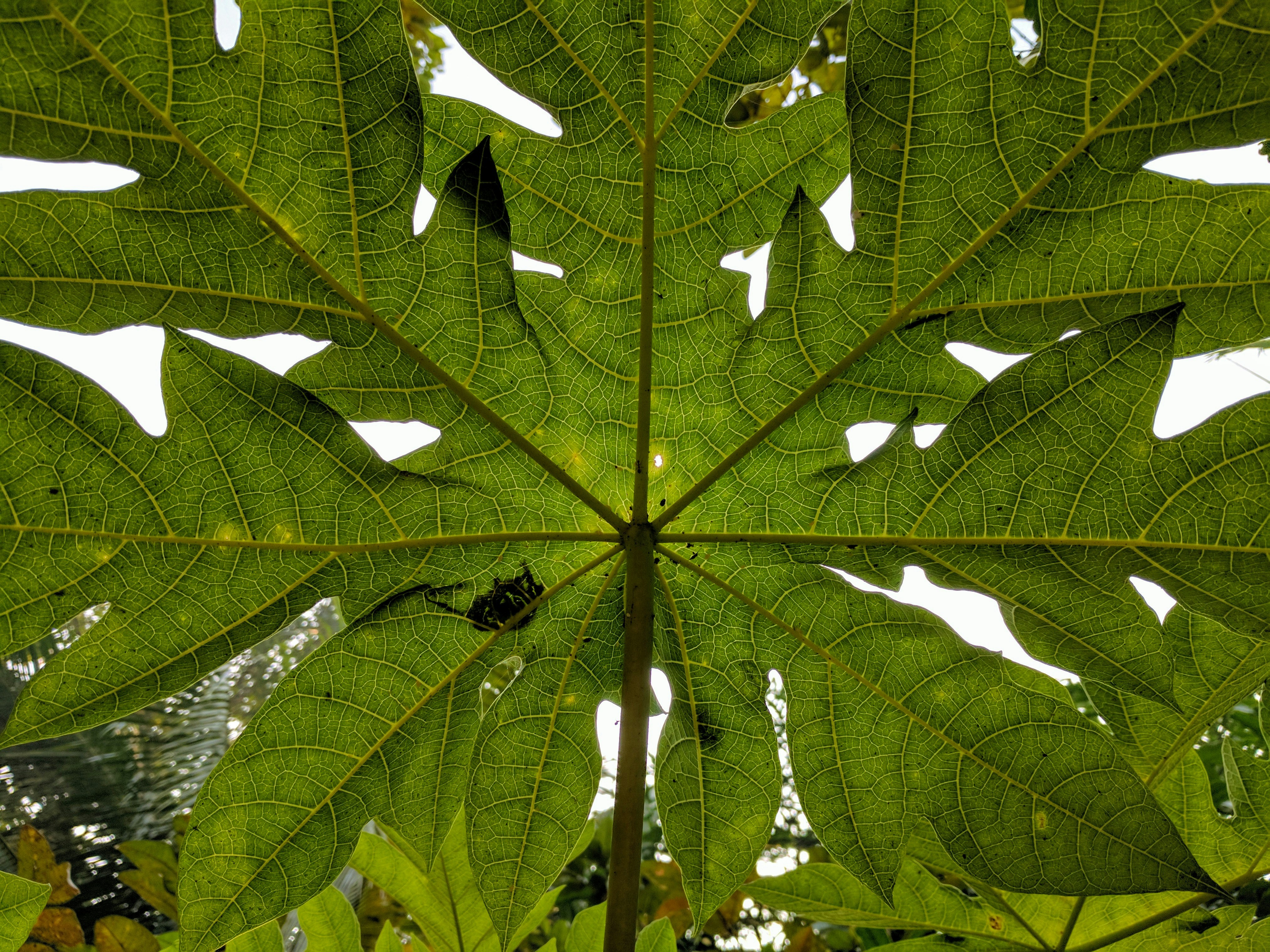 Free Unsplash photo from RAhul Das