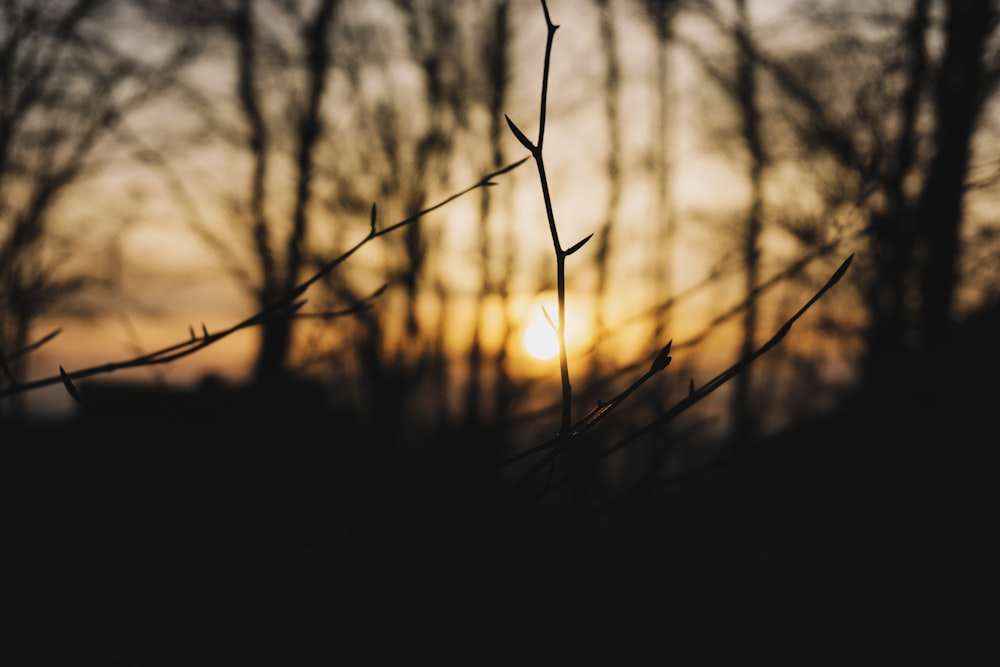 selective focus photography of plant branch