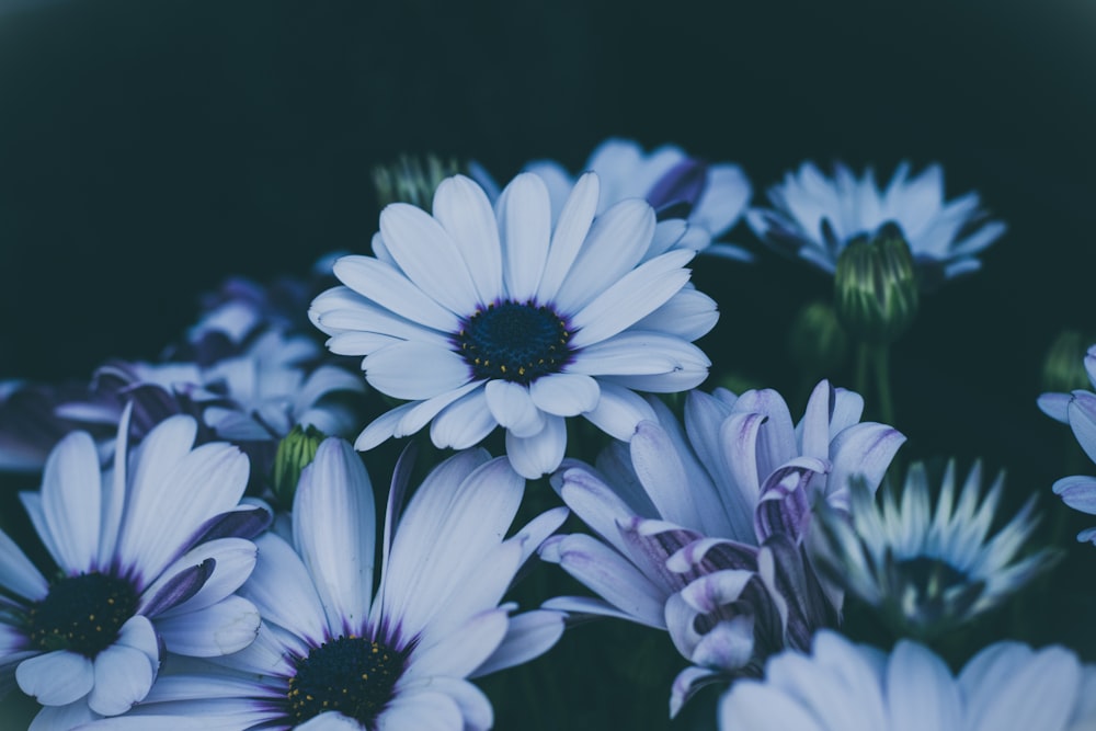 white daisy flowers in closeup shot