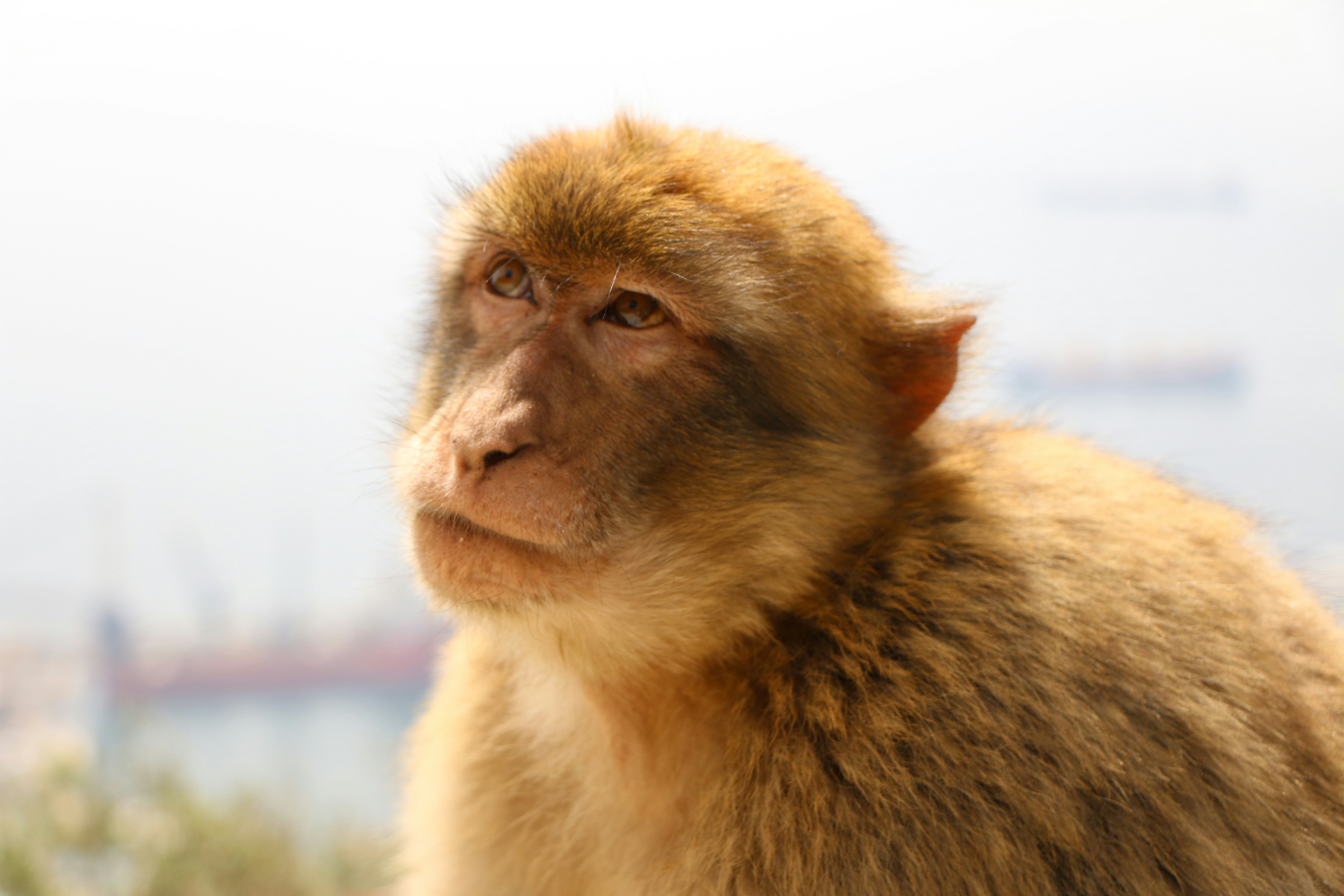 Free Unsplash photo from Dominik Lüthi