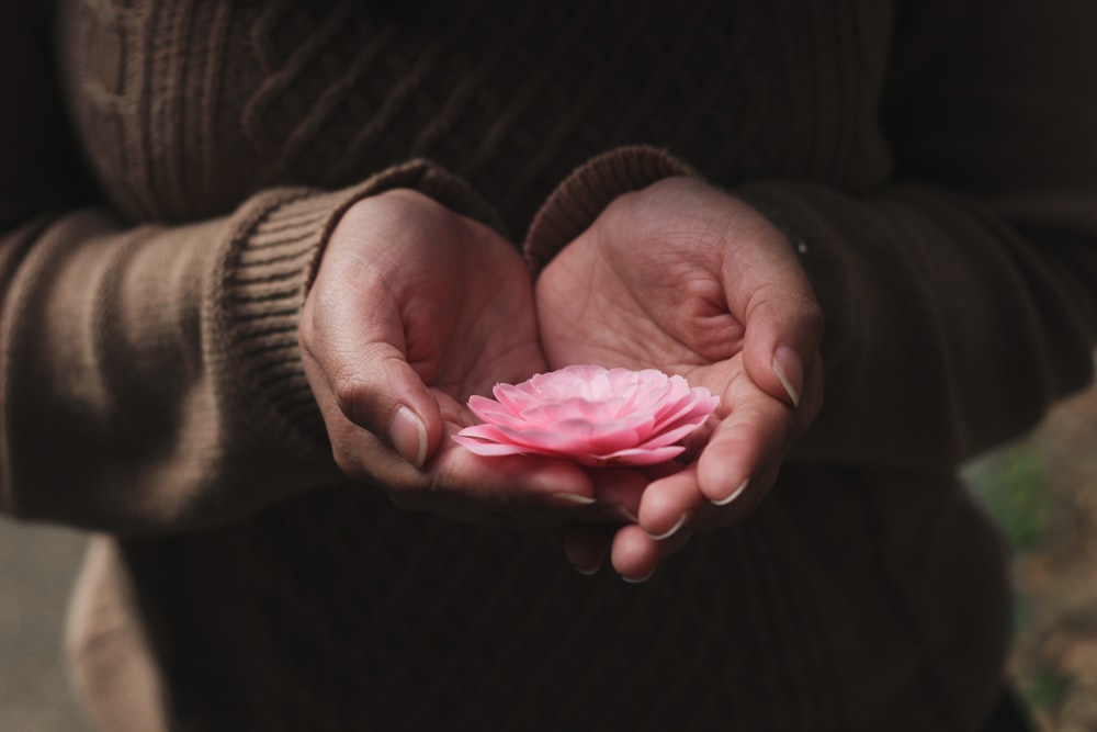 persona sosteniendo una flor de pétalos rosados