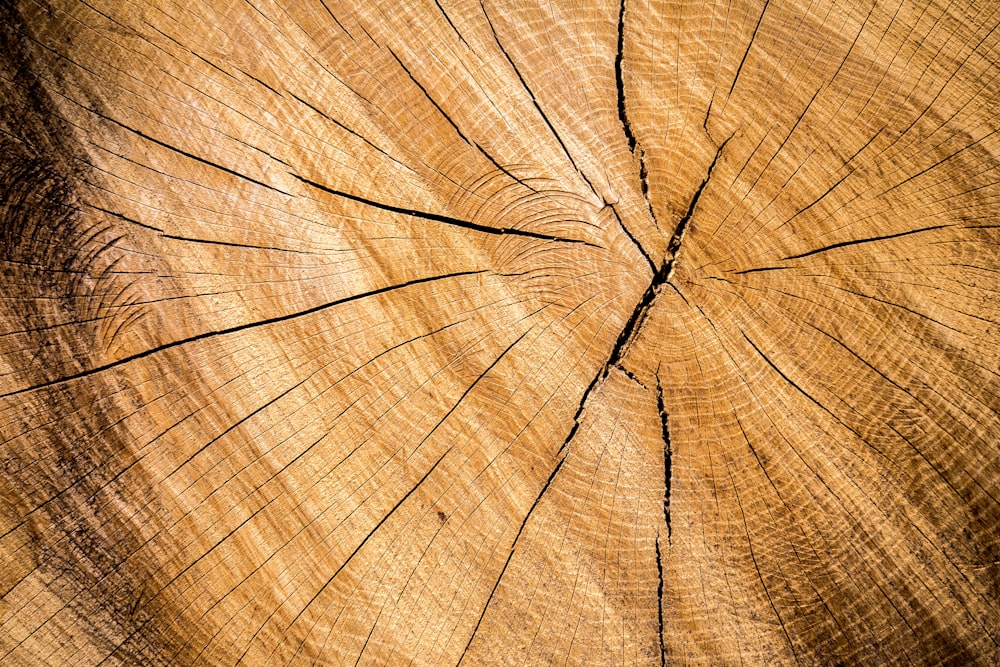 a close up view of a tree trunk