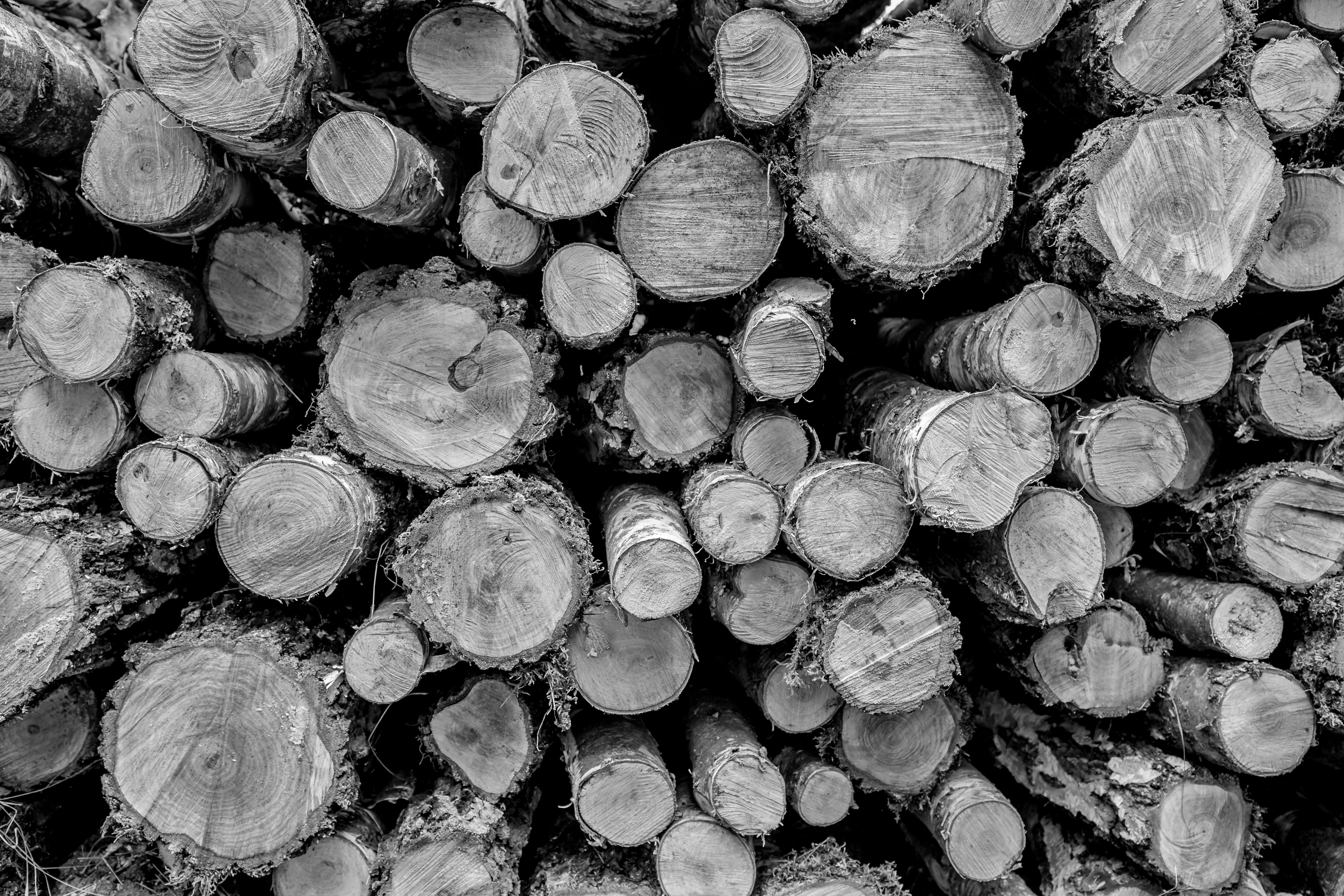 Free Unsplash photo from Simon Stankowski