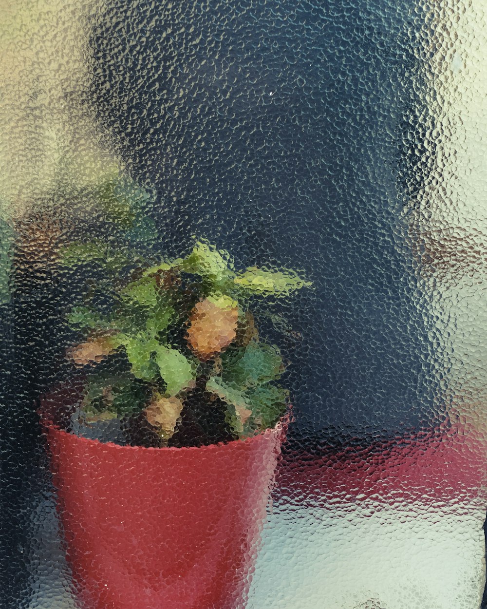 una planta en maceta sentada en el alféizar de una ventana