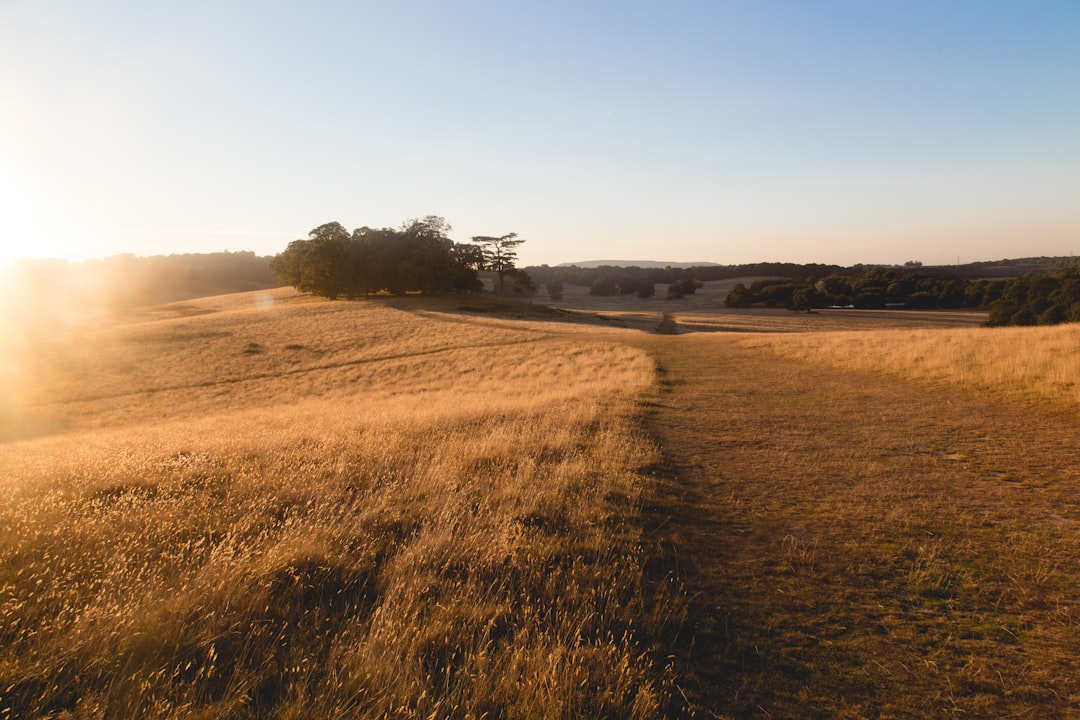 Plain photo spot Petworth Park New Forest District