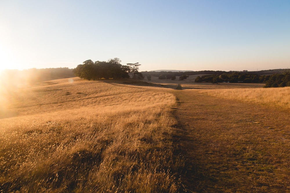 brown field under blue shy