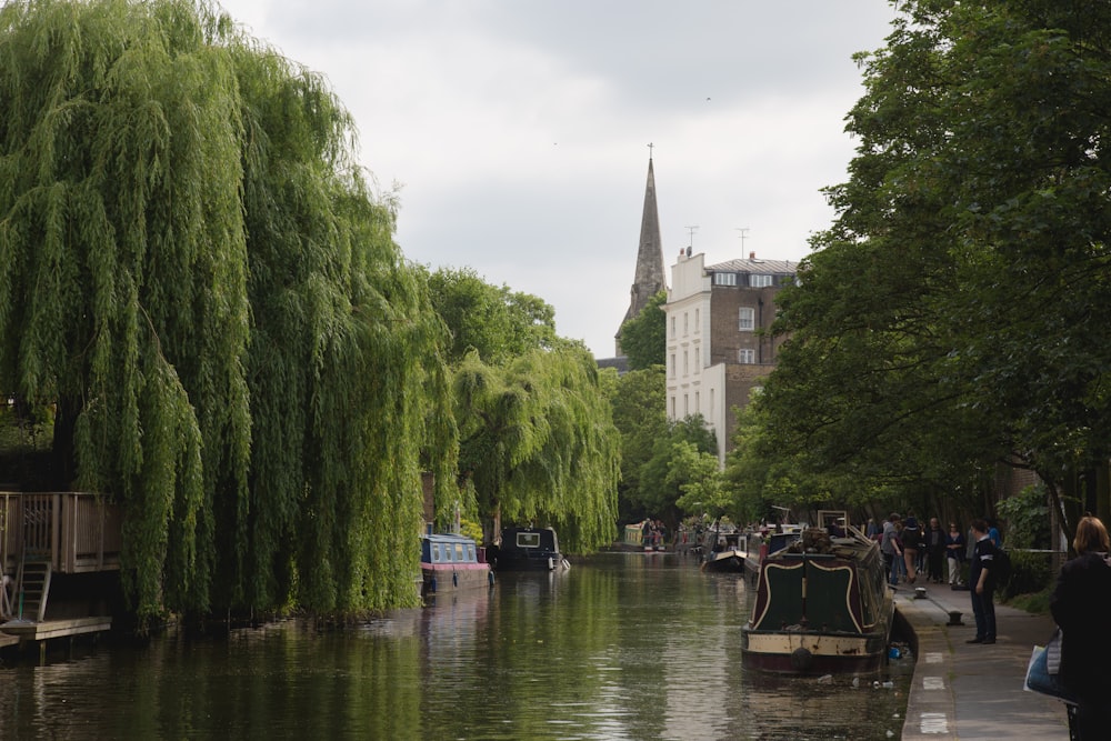 willow tree by river near concrete buildings during daytime