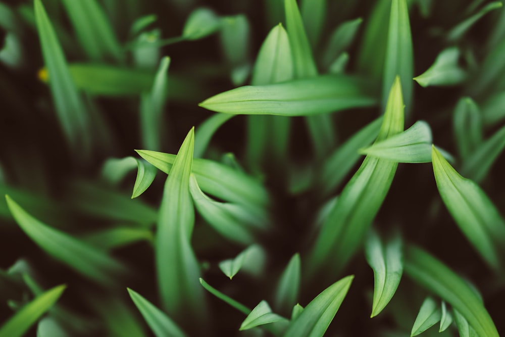 Photographie sélective des herbes vertes