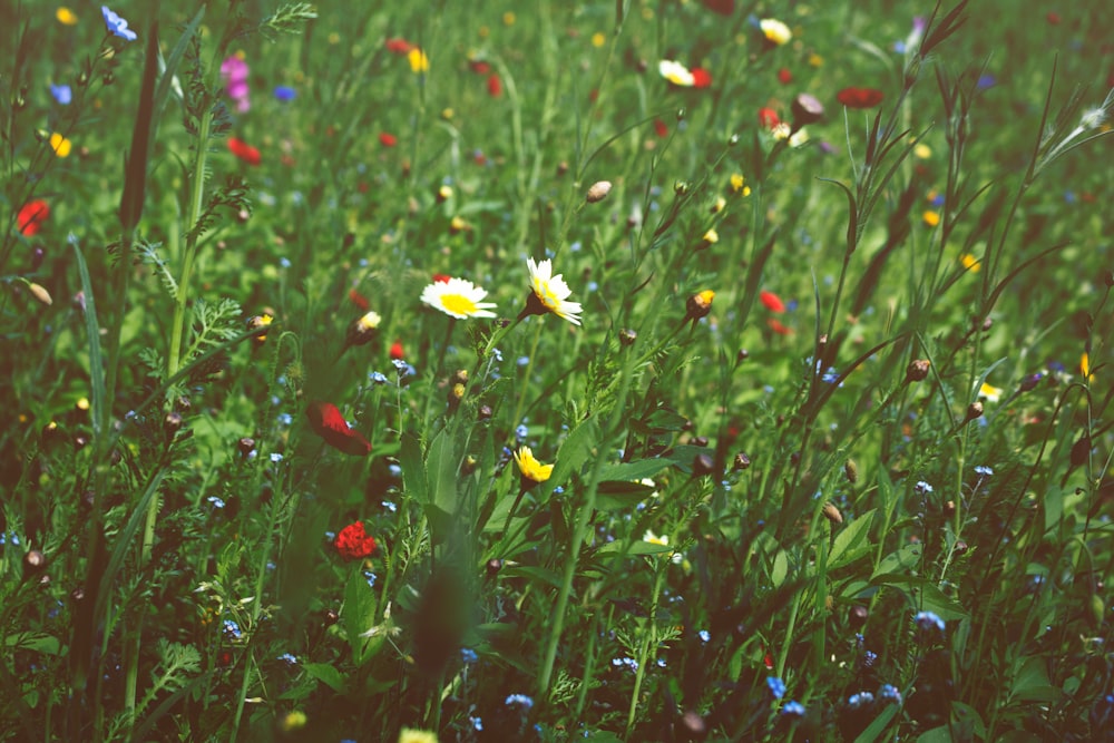 white daisy flowers