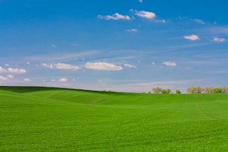 green grass fiels