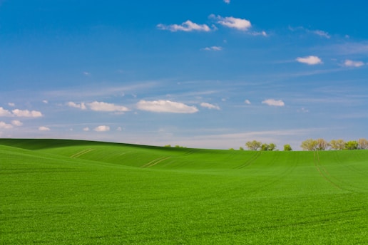 green grass fiels
