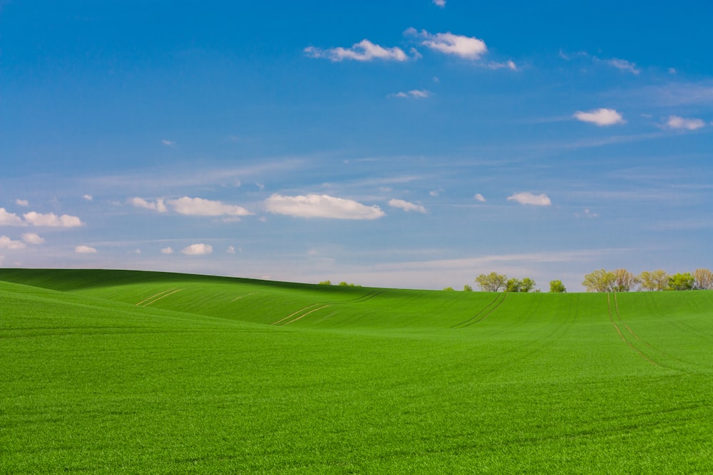 Fiels d’herbe verte