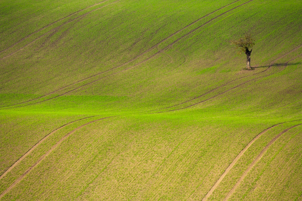 bare tree on grass field