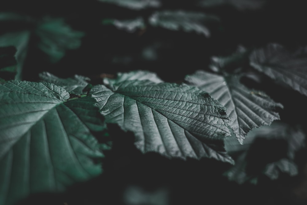 closeup photo of green leafed plant