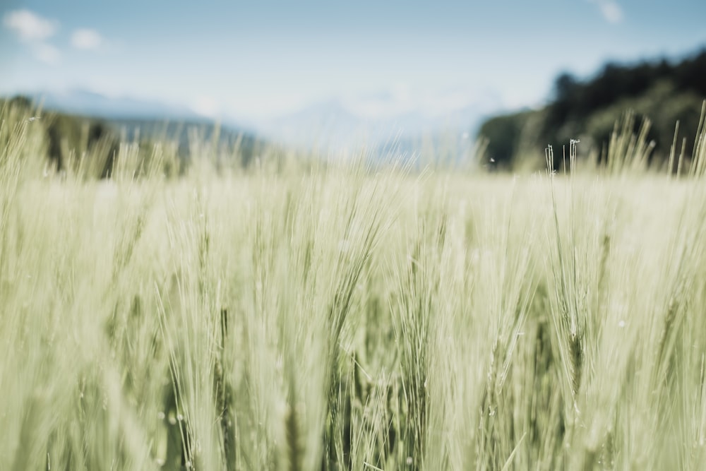 closeup photo of green grass field