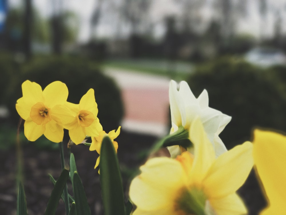 selective focus of yellow flower