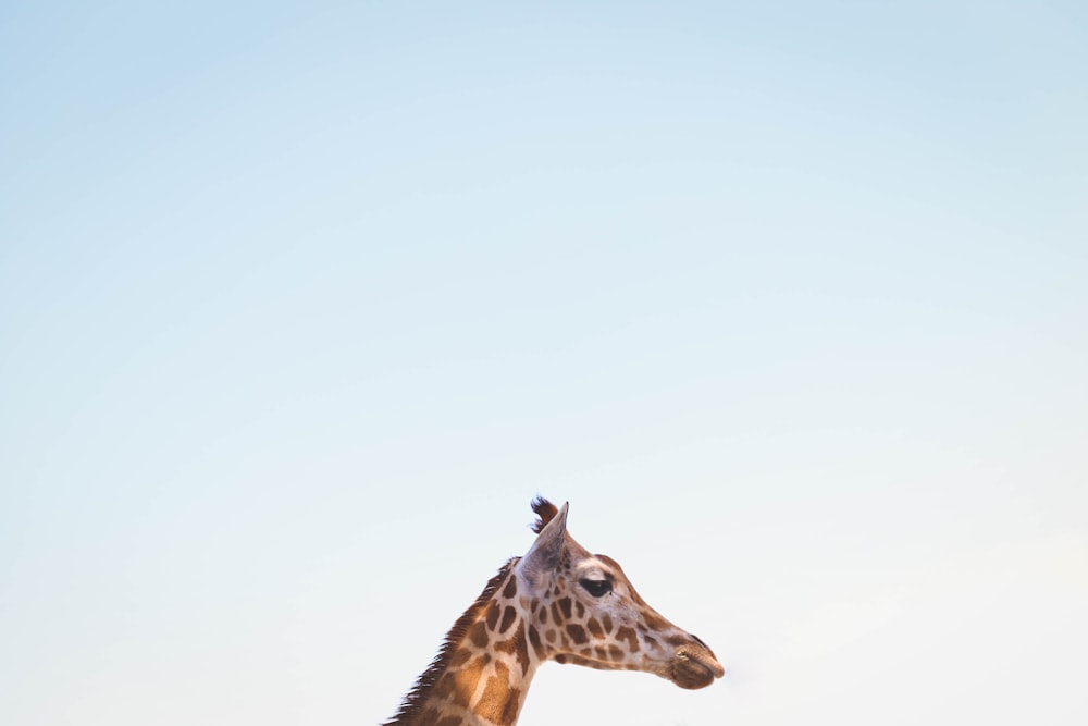 Foto von Giraffe
